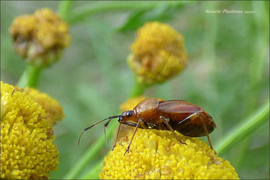 Klein bruin kevertje